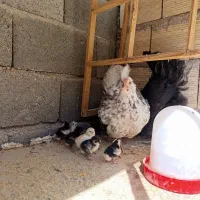 جوجه گلین تخم مرغ نطفه دار گلین