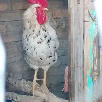 خروس یک ساله