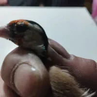 سهره لچک سیاه|پرنده|تبریز, |دیوار