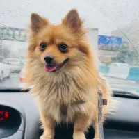 سگ پامرانین آموزش دیده