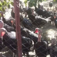 بوقلمون محلی ارگانیک