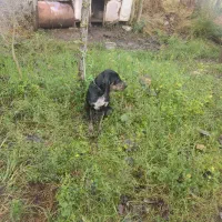 سگ شکاری پوینتر ماده شکاربلد|سگ|املش, |دیوار