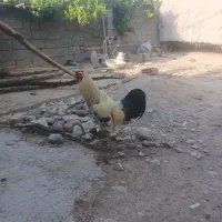 حیوان