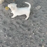 پاپی|سگ|تربت جام, معدآباد|دیوار