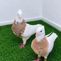 گروه آذربایجان خرید فروش کبوتر طوقی