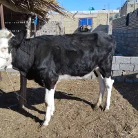 شادگان خنافر خروسی حدبه شمالی|حیوانات مزرعه|شادگان, |دیوار