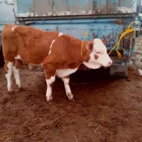 فروش فوق العاده|حیوانات مزرعه|جغتای, |دیوار