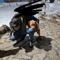 توله پیت بول