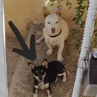 واگزاری سگ پاکوتاه