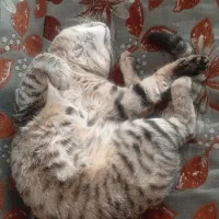 واگذاری رایگان گربه نر|گربه|فردیس, ثابتی|دیوار