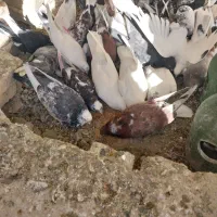 کبوتر فروشی|پرنده|گلپایگان, |دیوار