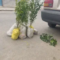 فروش چند عدد نهال پرتقال لیمو ترش لیمو شیرین