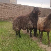 قوچ همو چهار دندان