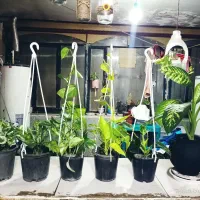 گل و گیاه طبیعی آپارتمانی|گل و گیاه طبیعی|مشهد, خواجه ربیع|دیوار