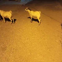 کهر نر|حیوانات مزرعه|فین, |دیوار