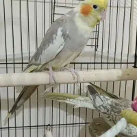 عروس هلندی|پرنده|پاکدشت, پاکدشت (مامازند)|دیوار