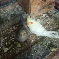 جوجه عروس هلندی دوماهه