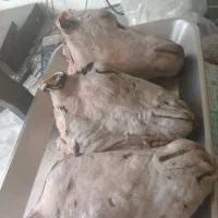 گوشت گوساله و گوسفندی  توجه گوست گوساله ۴۹۰ هزار ت|خوردنی و آشامیدنی|قم, در بهشت|دیوار