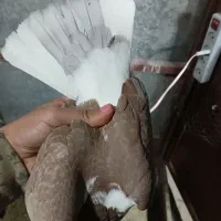 پشت دار قرمز نر هیکلی .|پرنده|قدس, شهر‌قدس|دیوار