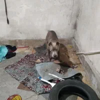 پیت بول