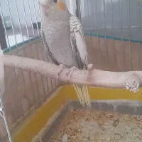 جوجه عروس هلندی