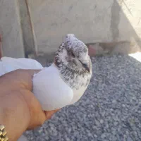 کبوتر|پرنده|مینودشت, |دیوار