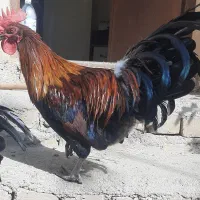 مرغ و خروس و بوقلمون|حیوانات مزرعه|قزوین, |دیوار