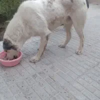 سگ گله