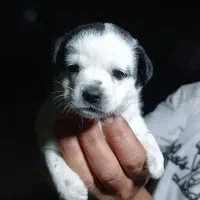 فروش سگ|سگ|رودسر, |دیوار