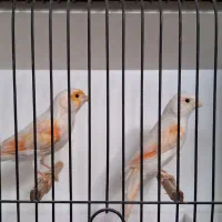 فروش تعدادی قناری رنگی