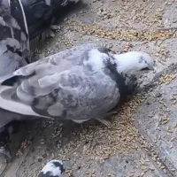 کبوتر|حیوانات|بروجرد, |دیوار