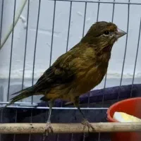 قناری نر مست