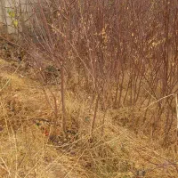 نهال بادام|خدمات باغبانی و درختکاری|شاهین دژ, |دیوار