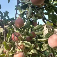 سیب لبنانی قرمزمیانکوه درگزروستای دهشت ک40هزار|خوردنی و آشامیدنی|مشهد, حسابی جنوبی (شهرک غرب)|دیوار