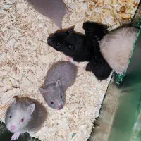 فروش تکی یا گله ی همستر سوری مو بلند|موش و خرگوش|پرند, فاز ۶|دیوار