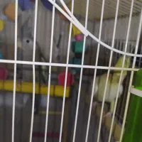 یک جفت عروس هلندی بازی گوش تخم گذار .|پرنده|اسلامشهر, زرافشان|دیوار