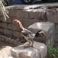 خروس دشتیاری