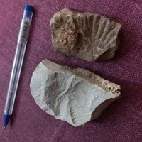 ۲ عدد سنگواره سنگ فسیل چند هزار ساله