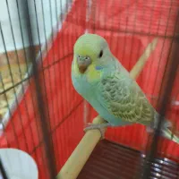 مرغ عشق
