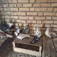 کفتر|پرنده|خرمشهر, |دیوار