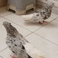 کبوتر