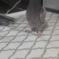 جوجه سبز  طوقی|پرنده|بم, |دیوار