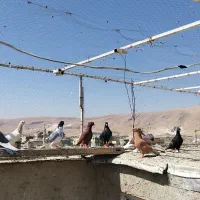 کفتر 15عدد|پرنده|شیراز, قلعه نو|دیوار
