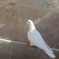 کفتر غریب گیری|پرنده|خاوران, |دیوار