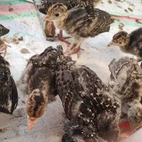 جوجه نیمچه بوقلمون برنز ۴۰ روزه