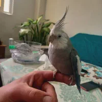 عروس هلندی البینو وایت فیس