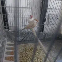 جفت فنچ مولد تخم گذار