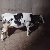 تلیسه شکم اول چاق درجه یک بی شکم|حیوانات مزرعه|تاکستان, |دیوار