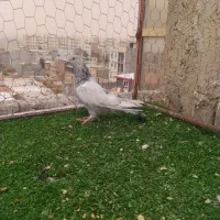 ‌کبوتر‌ملاقی