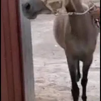 اسب مادیان|اسب و تجهیزات اسب‌سواری|شیراز, منصورآباد|دیوار